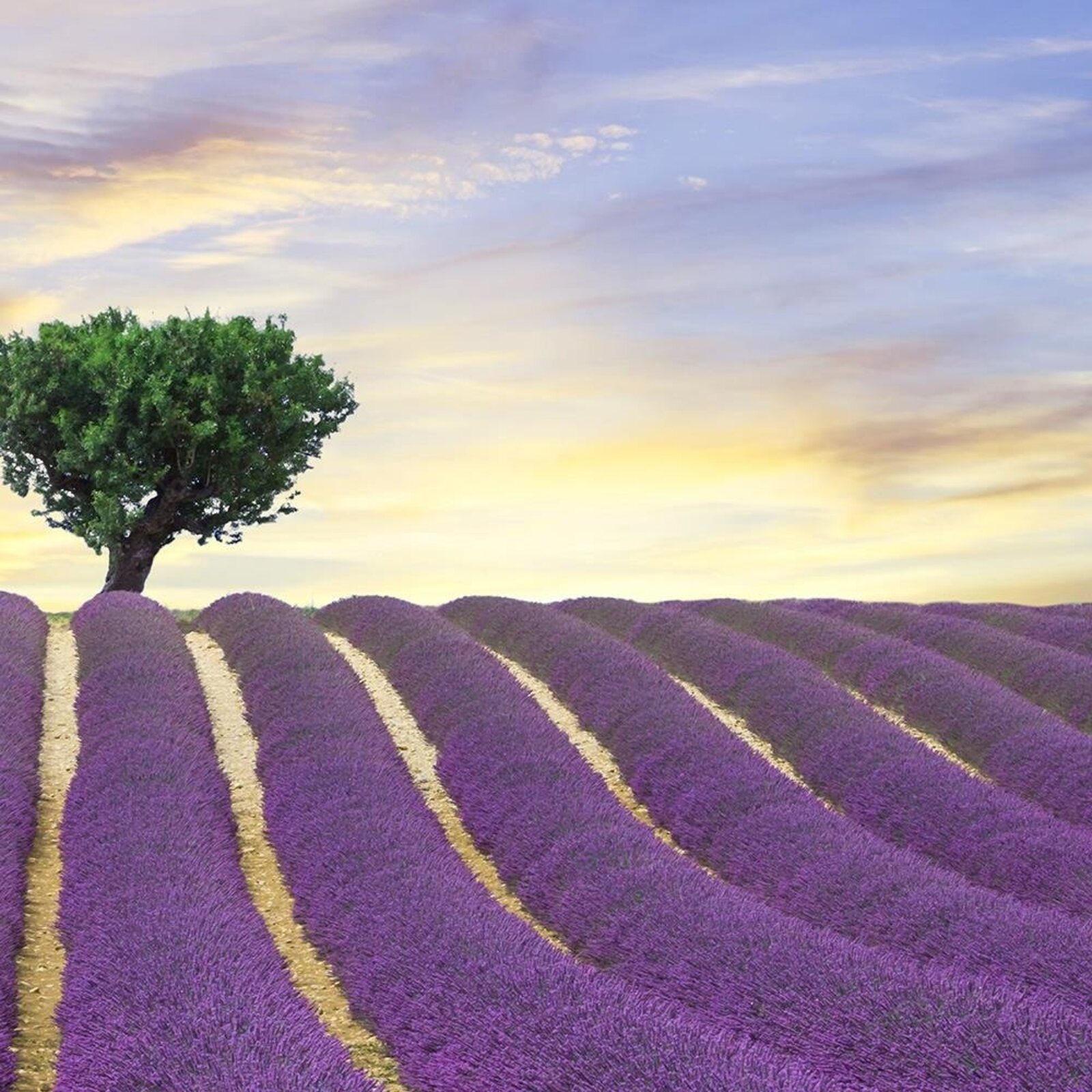Tableau fenêtre, champ de lavande - 60 x 40 cm - 3