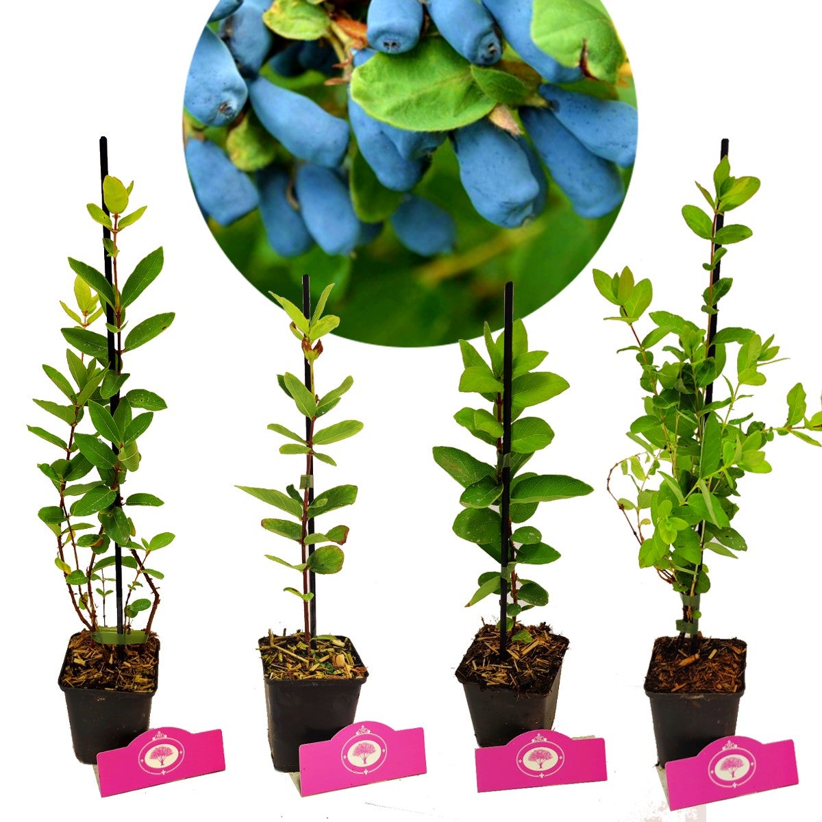 Forfait foret alimentaire Schramas 20 Plants fruitiers + Cueillette sauvage sur 25m2 - 2