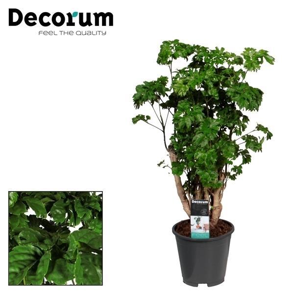 Polyscias Roble - Elegancka roślina doniczkowa do wnętrz, łatwa w pielęgnacji - Doniczka Ø17cm - Wysokość 60cm