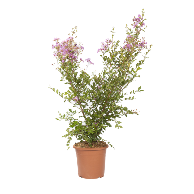 lagerstroemia indica dynamite - vivaio aumenta