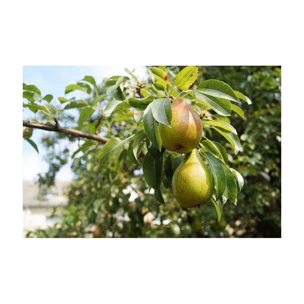 Terreau lombricompost régénérant 10 kg Secret Vert - 5