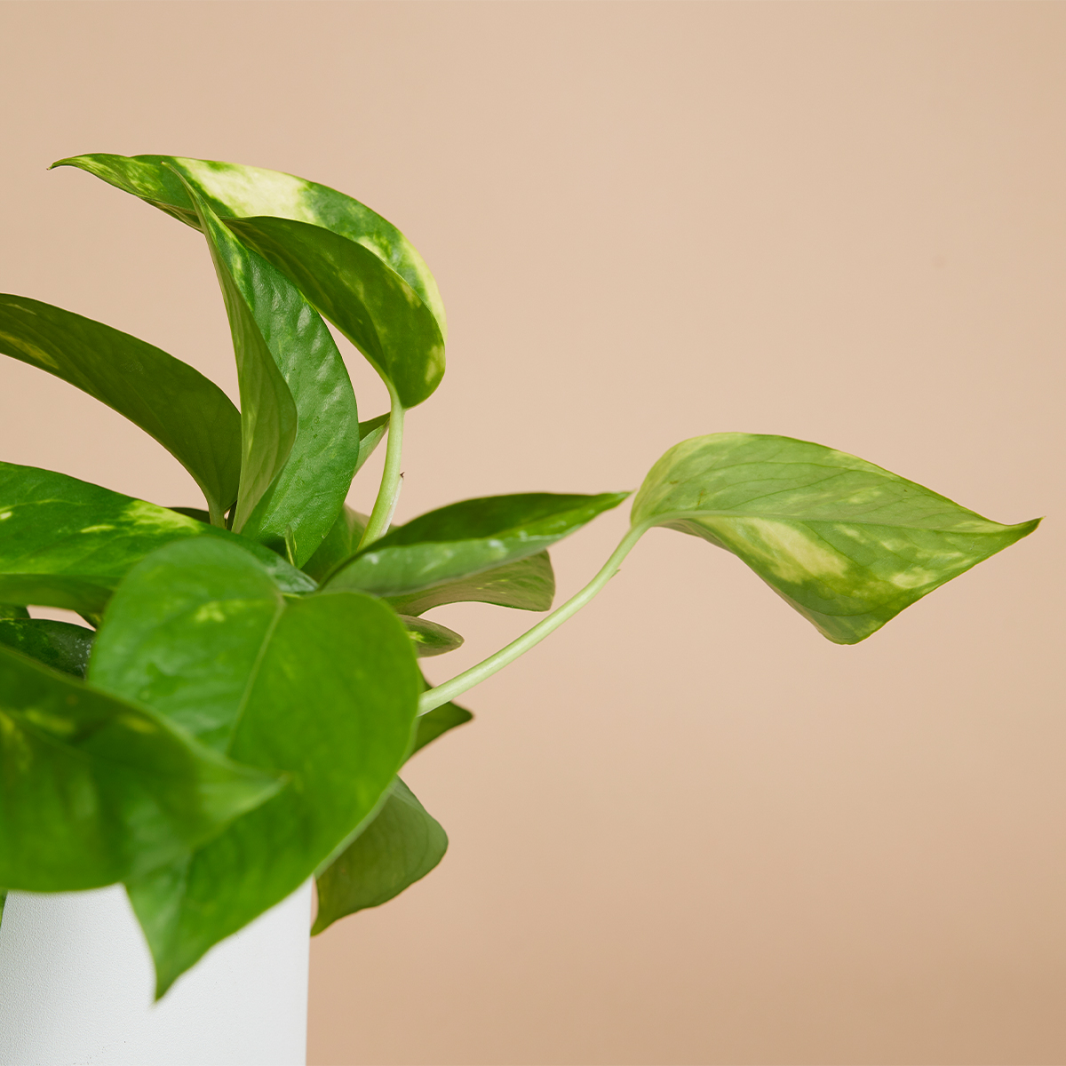 Scindapsus Aureum - Pothos doré - Plante suspendue - Plante d'intérieur - H. 10-20 cm - P. 12 cm - 3
