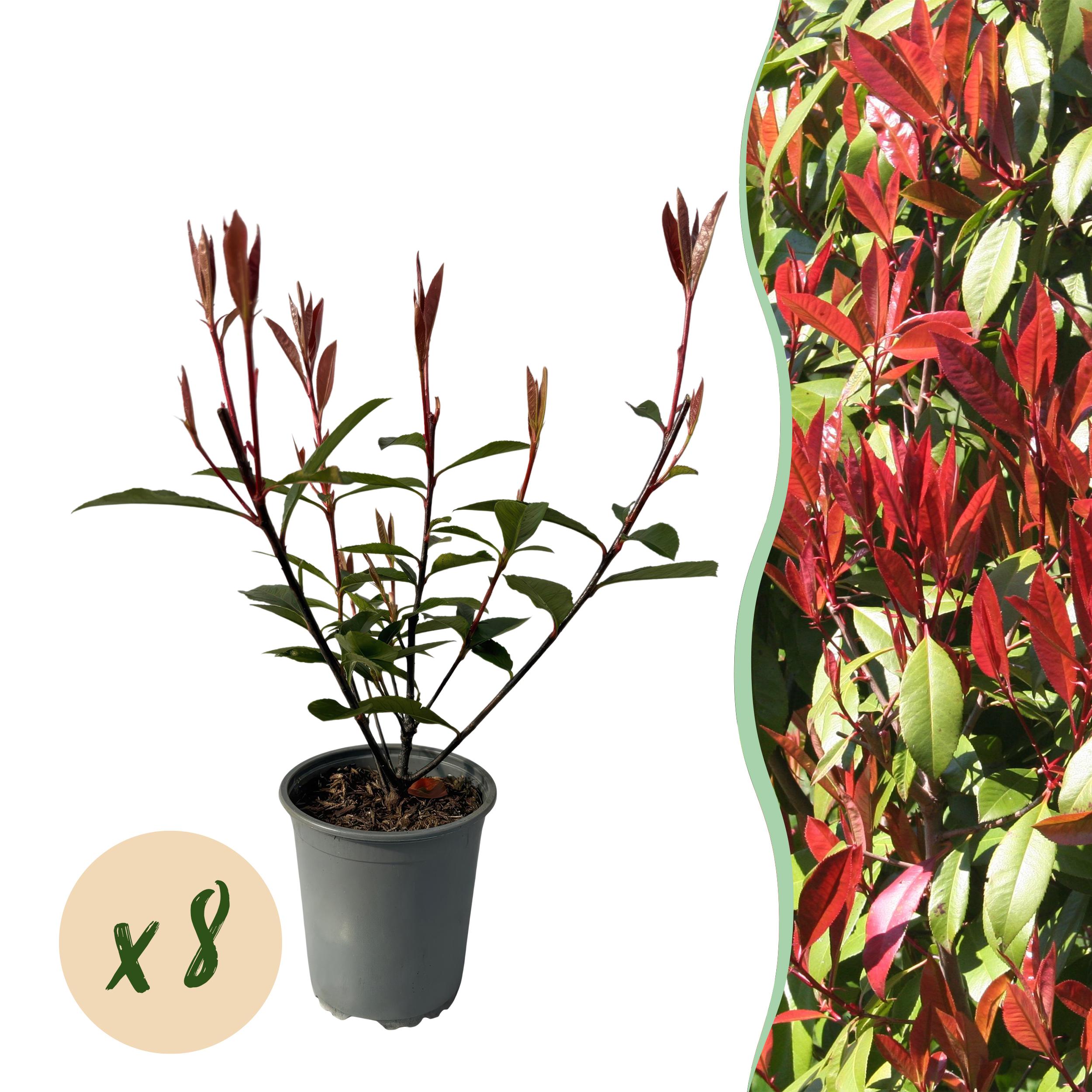 Photinia fraseri Carre Rouge – Roślina na żywopłot zimozielona – 8 roślin – Doniczka 9 cm – Wysokość 30-35 cm