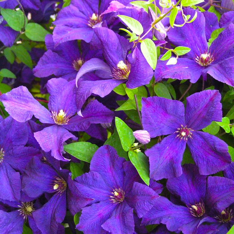 Clématite 'Jackmanii' (Clematis 'Jackmanii') - Godet - Taille 15/30cm - Pépinières Naudet - 2