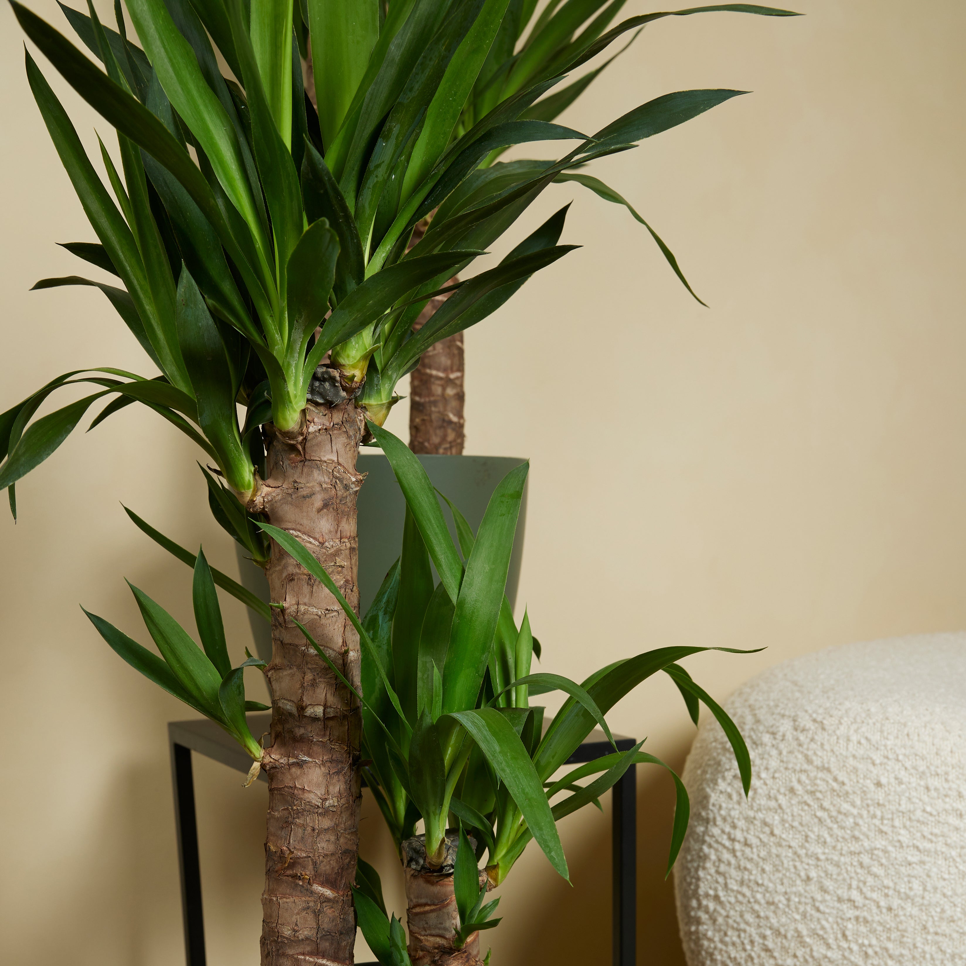 Lot de 2 - Yucca Elephantipes - Lis des palmiers - Plantes d'intérieur - P. 17cm - H. 70-80 cm - 4