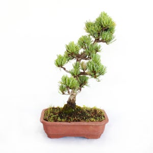 Ginepro Kaizuka (Juniperus Chinensis 'Kaizuka') - Pianta Vera In Vaso 18 Cm, Altezza 125-150 Cm