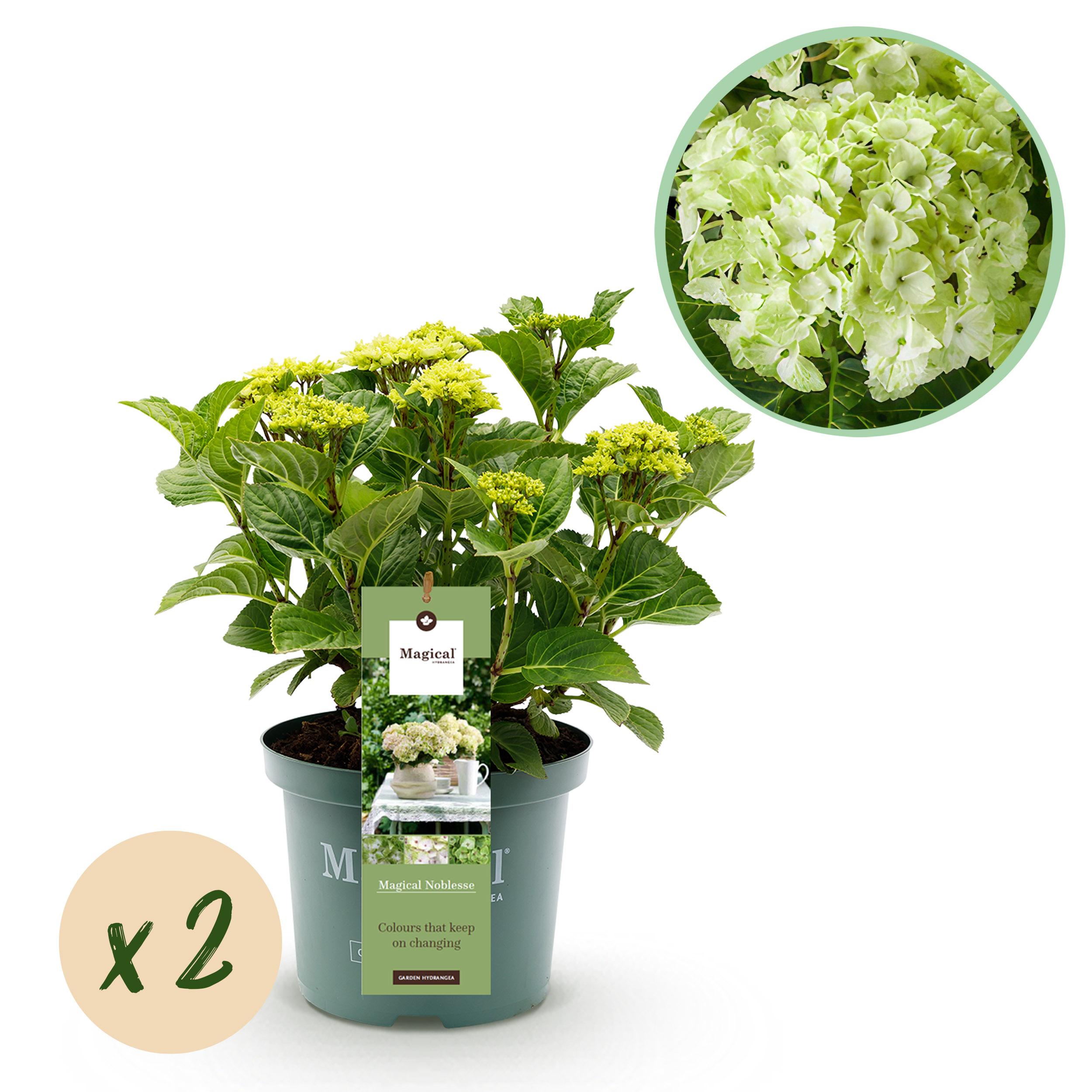 Green boutiQ Hortensja Hydrangea Magical Noblesse – 2 rośliny – Doniczka 23 cm – 55 cm