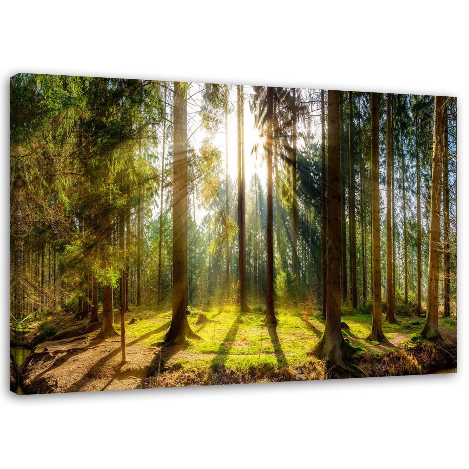 Obraz na płótnie, Promienie w słonecznym lesie 100x70
