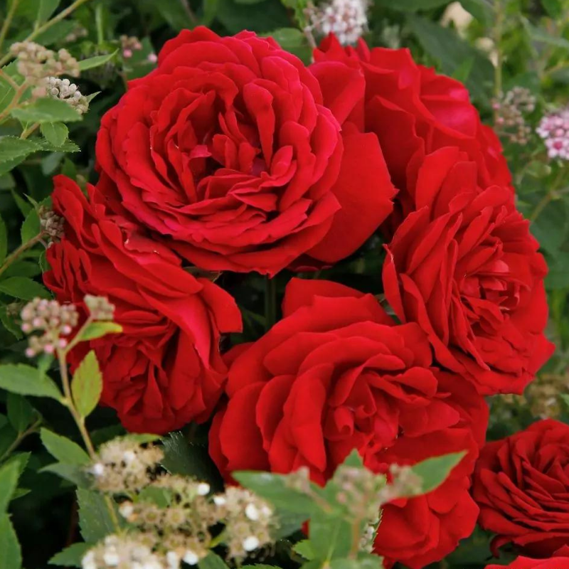 Rosier Boules Rouges Rosier remontant Till Eulenspiegel rouge floribunda - Racines nues ...