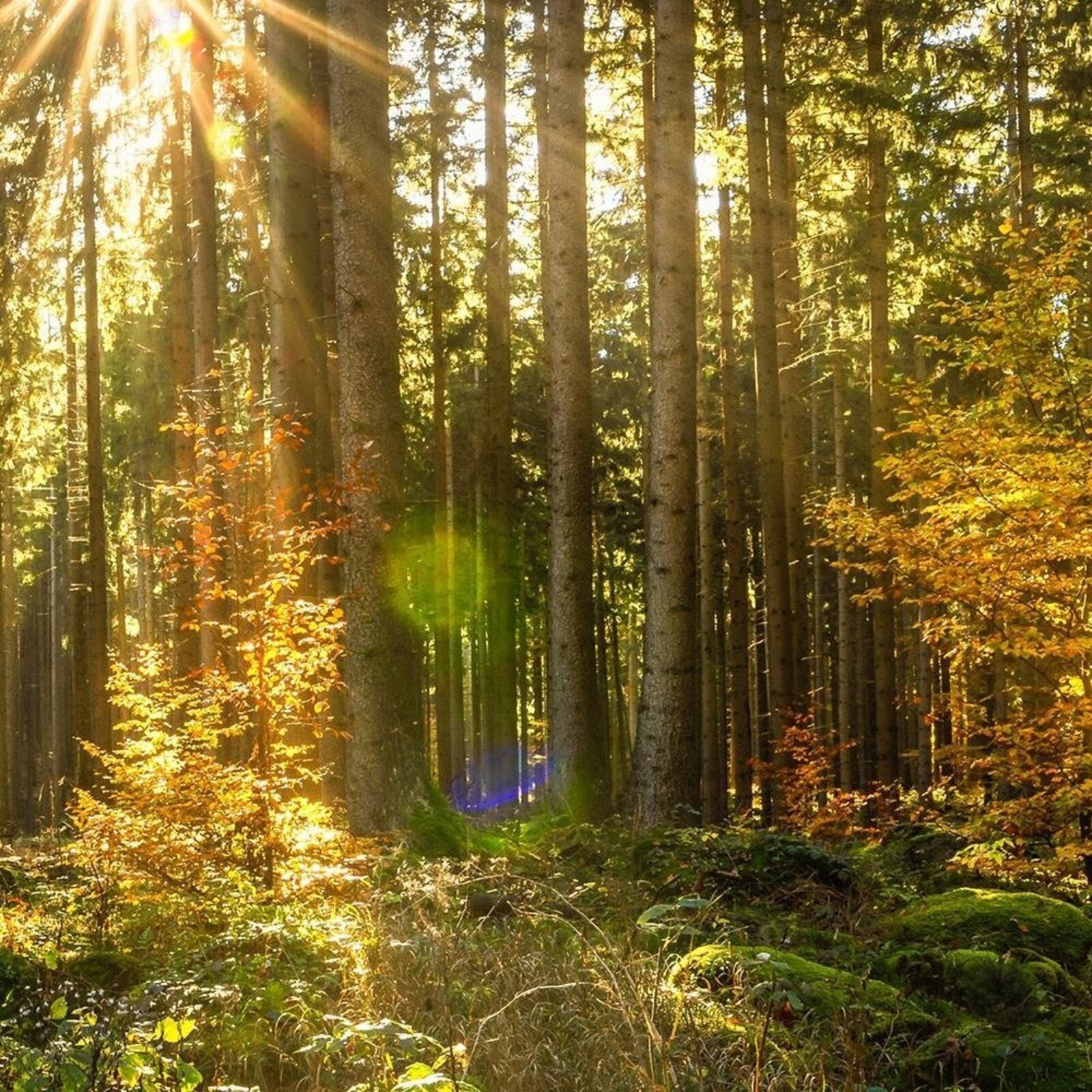 Tableau bois soleil dans la forêt - 120 x 80 cm - 4