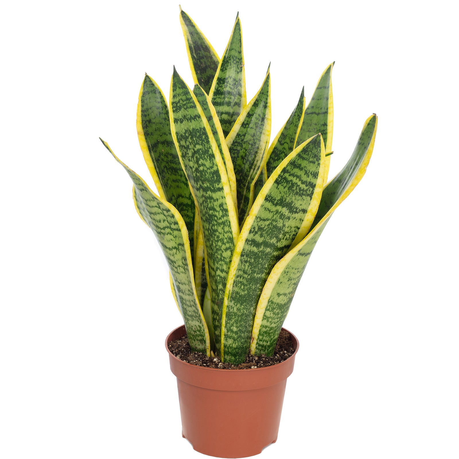 Lingua di suocera - pianta da interno facile da curare, Sansevieria  trifasciata Laurentii - altezza ca. 35 cm, diametro del vaso 12 cm | Leroy  Merlin