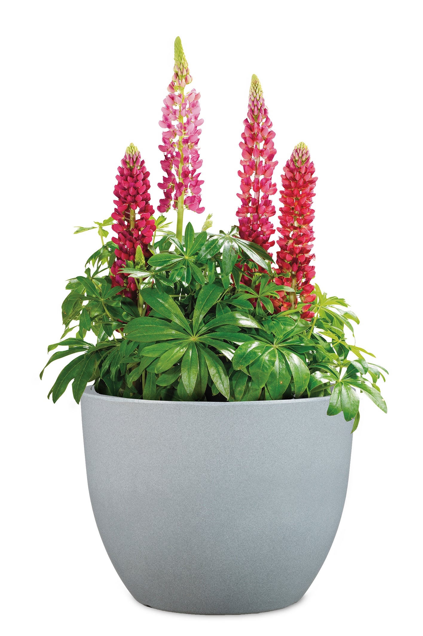 Scheurich Firenze 60, bac à plantes/pot à fleurs/jardinière, cylindrique, coloris: Stony Grey, fabriqué avec du plastique recyclé, pour l’extérieur - 5