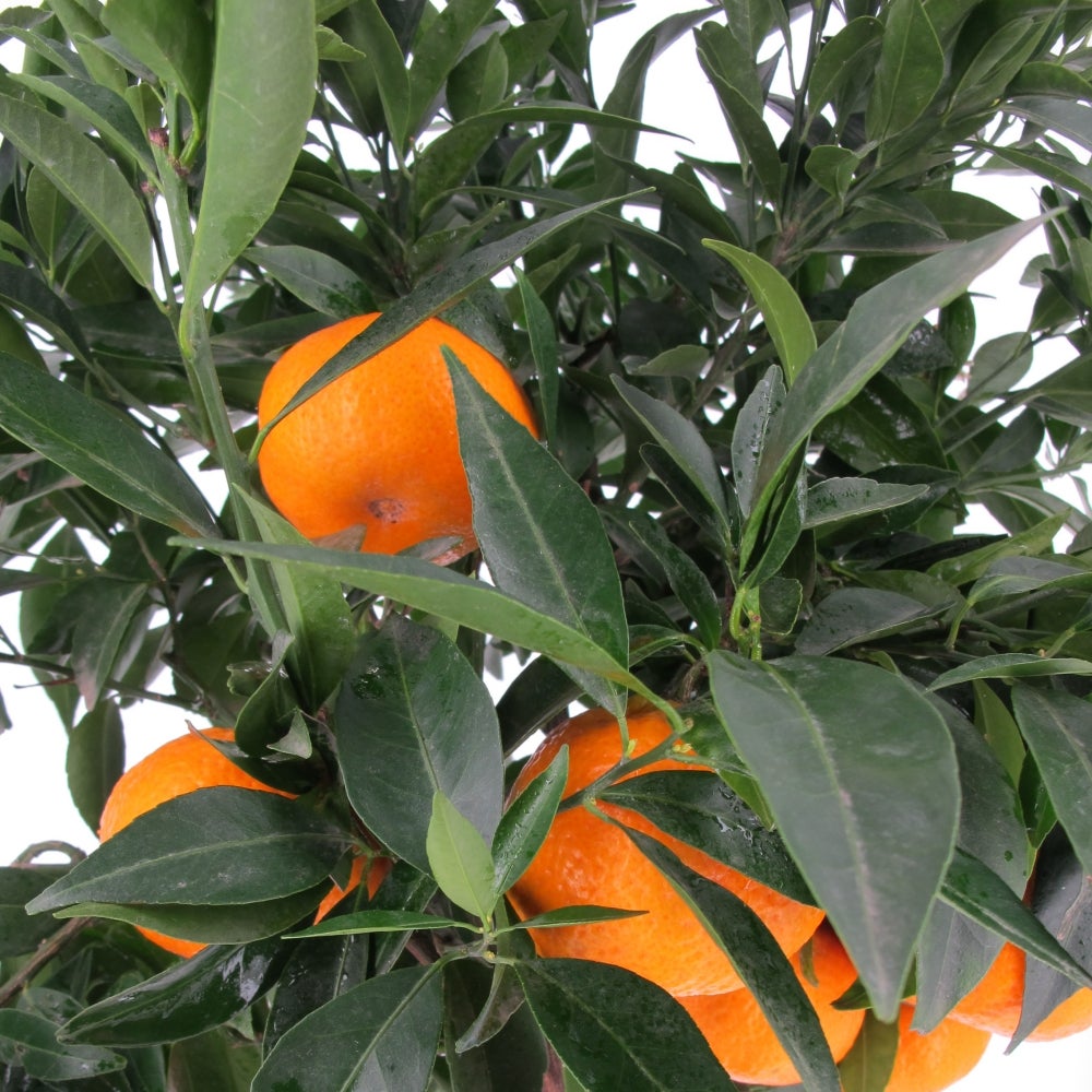 Pianta Di Mandarino (Citrus Reticulata) - Albero Da Frutto Agrumi Vero, Vaso 20 Cm, H 70-80 Cm