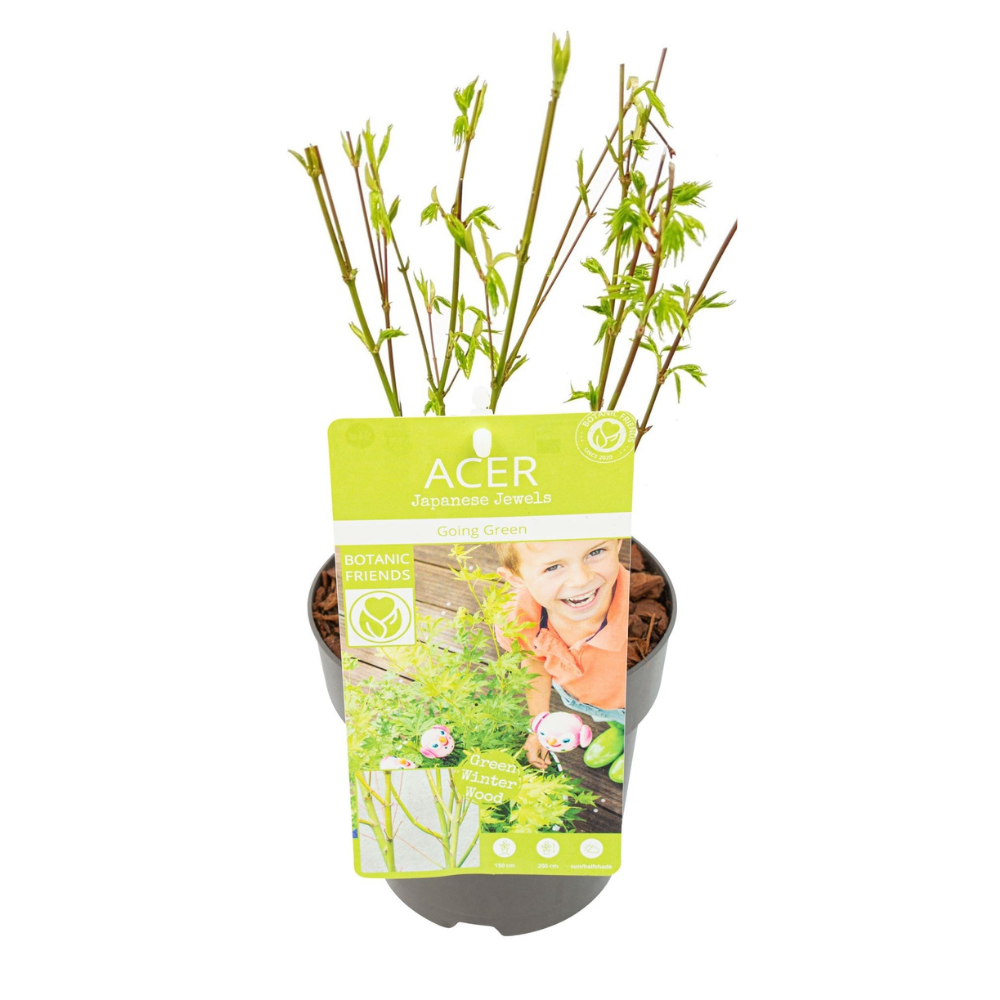 Klon japoński Acer palmatum 'Going Green' doniczka Ø15cm wysokość 50cm krzew ozdobny ogrodowy