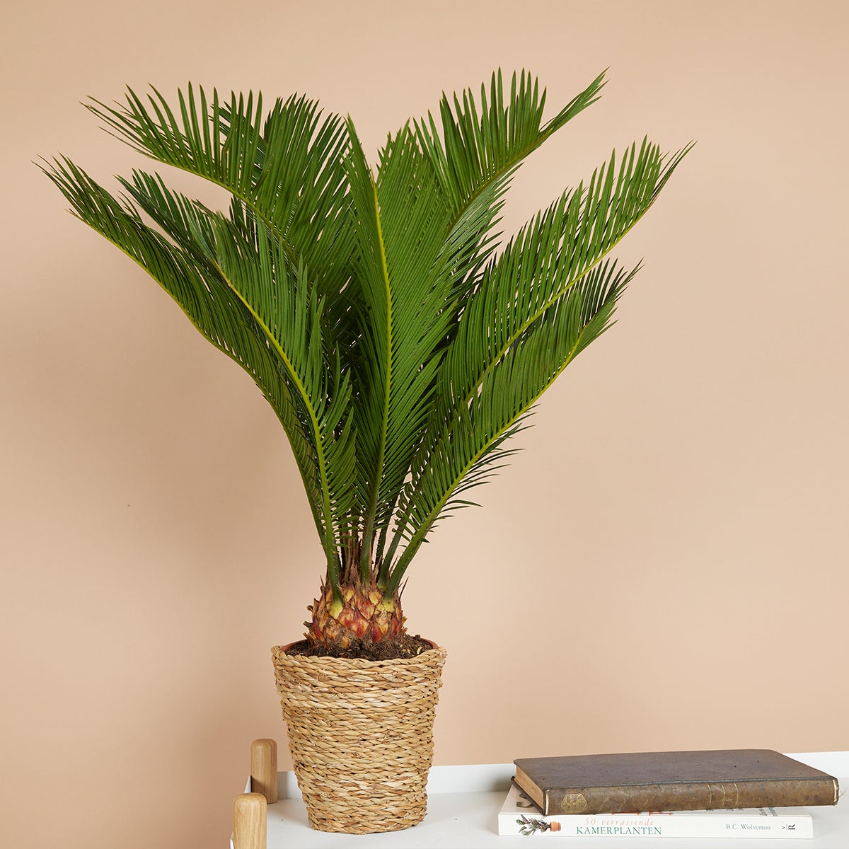 Cycas Revoluta - Palmier de la Paix - Sagoutier - Fougère Cycas - H. 40-50 cm - P. 15 cm - 2