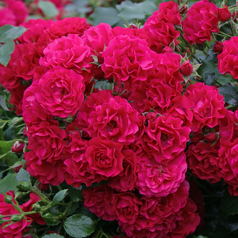 Petit Rosier arbustif Gartnerfreude/Toscana pétale rouge en pot 3L ...