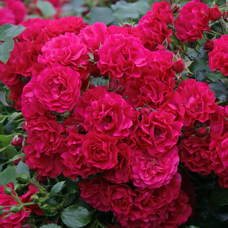 Rosier Boules Rouges Petit Rosier arbustif Gartnerfreude/Toscana pétale rouge en pot 3L ...