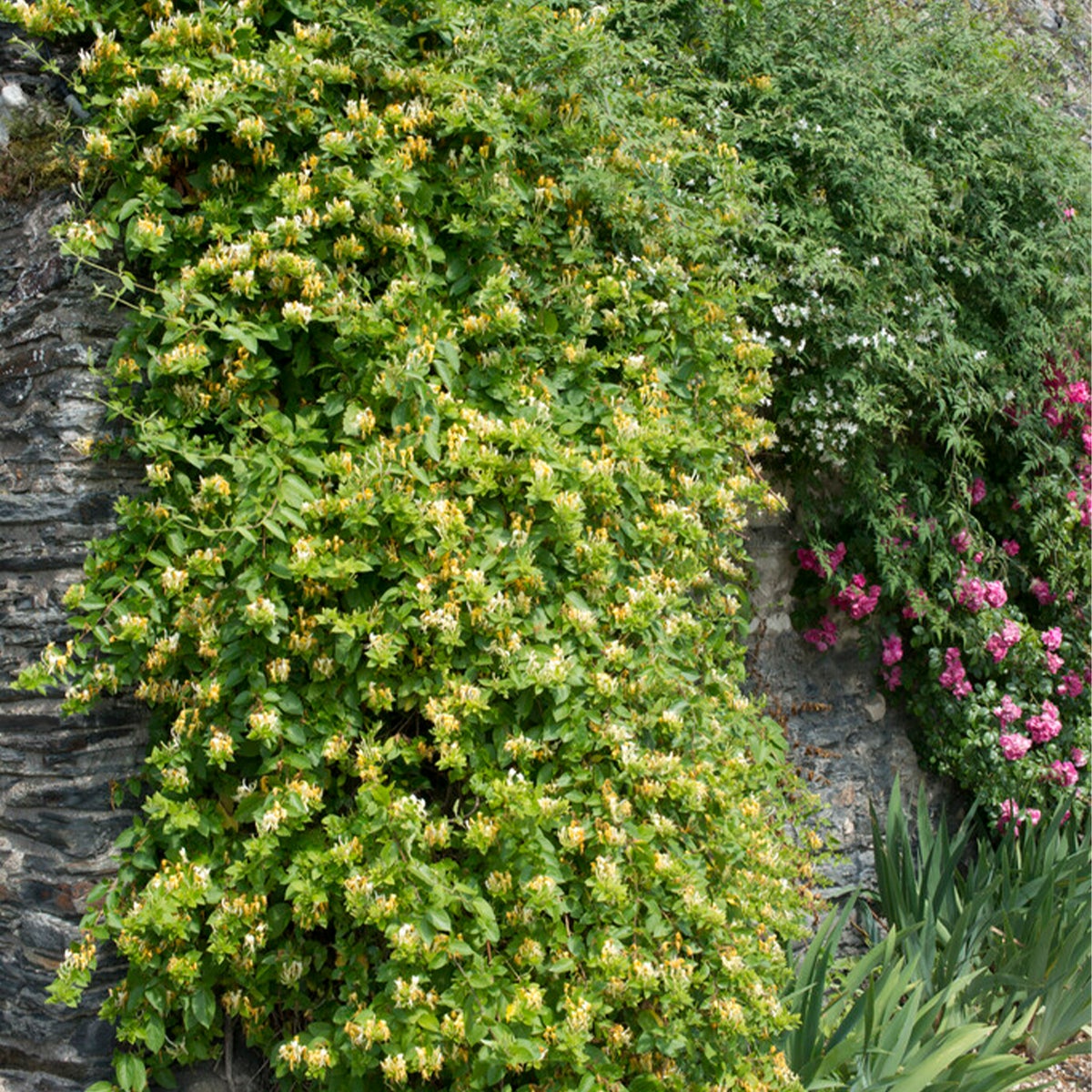 Lot de 2 - Lonicera Heckrottii Halliana - Chèvrefeuille du Japon - P. 15cm - H. 70-80 cm - 4