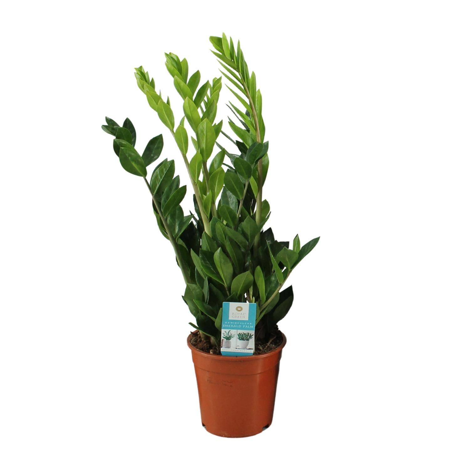 Zamioculcas Zamiifolia - Roślina doniczkowa ZZ - Doniczka Ø17cm - Wysokość 65cm