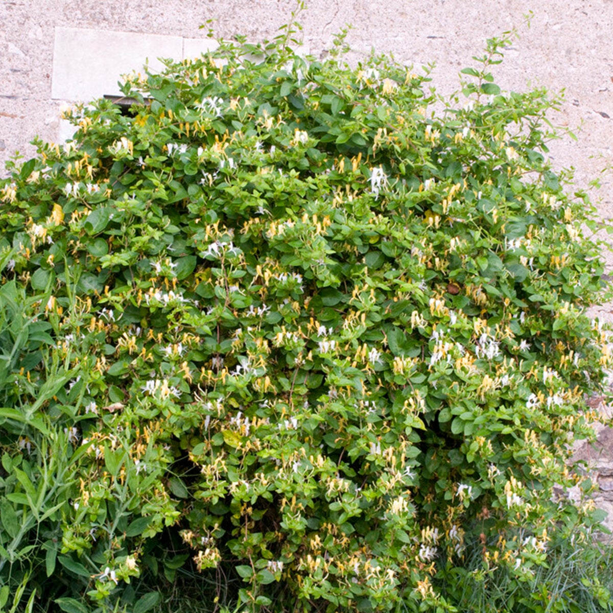 Lot de 2 - Lonicera Heckrottii Halliana - Chèvrefeuille du Japon - P. 15cm - H. 70-80 cm - 6