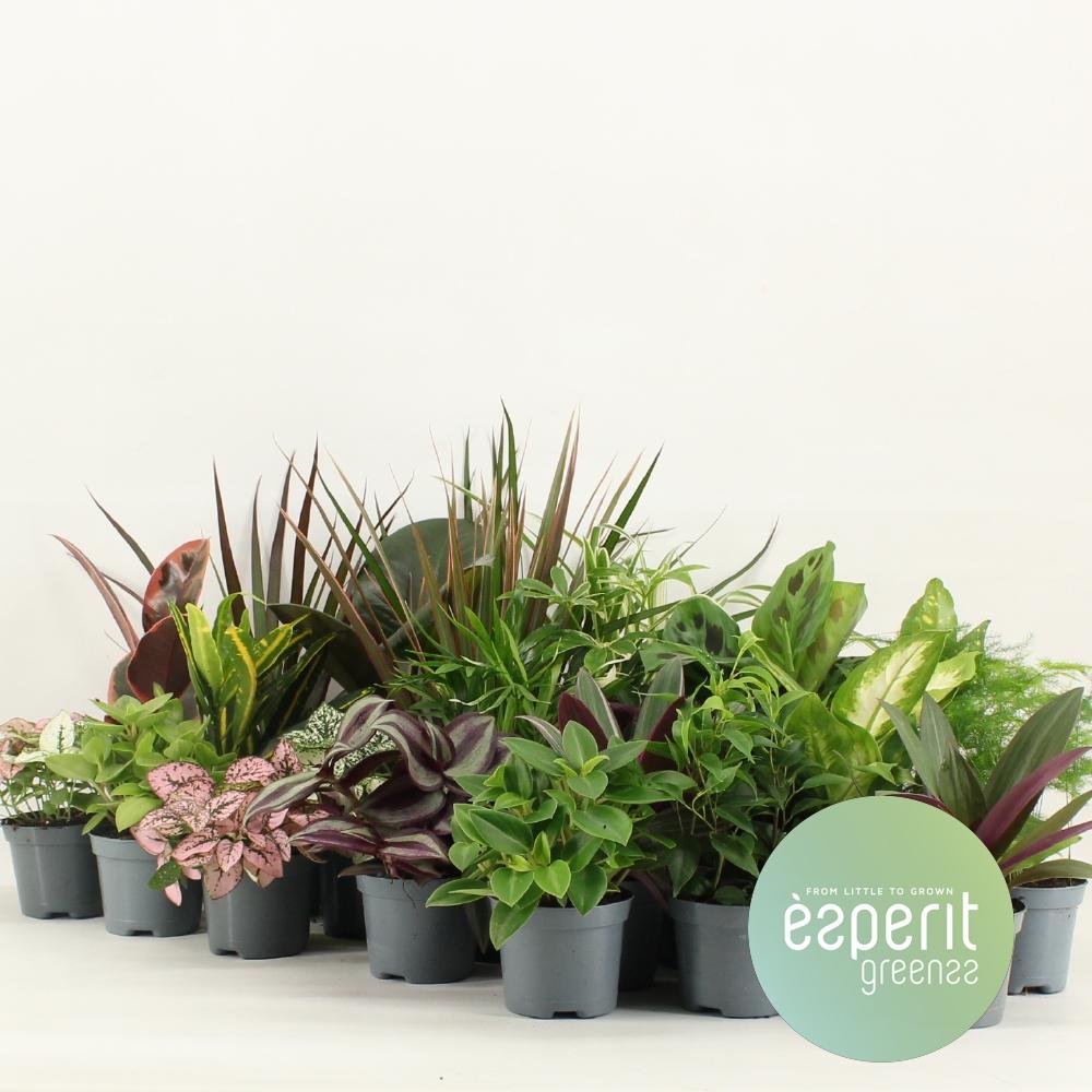 Zestaw 24 Zielonych Roślin Green Mix w Doniczce Ø8,5cm Wysokość 10cm – Rośliny Doniczkowe Dekoracyjne