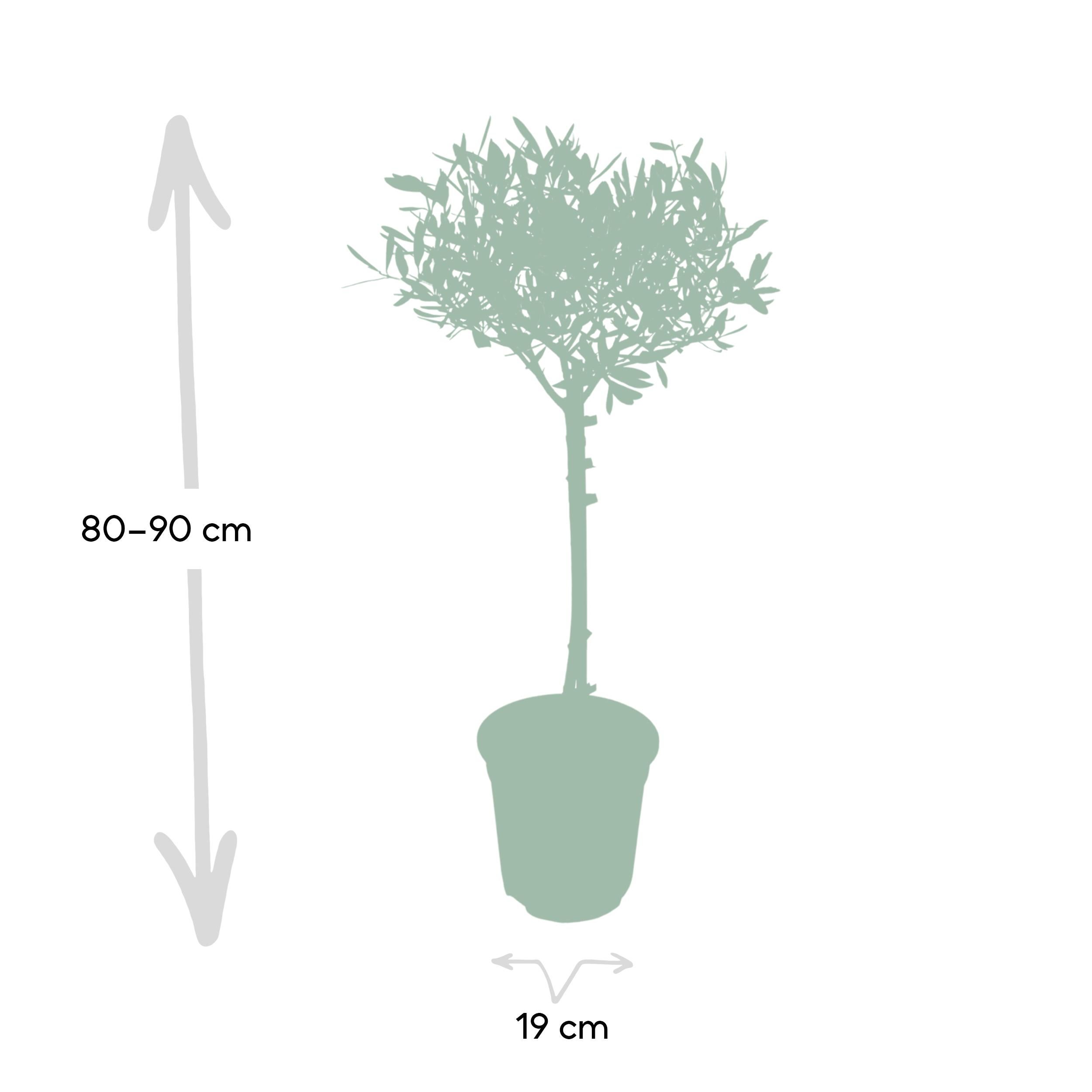 Olea Europaea - Olivier standard à feuillage argenté - Hauteur 90cm - Pot Ø19cm - 4
