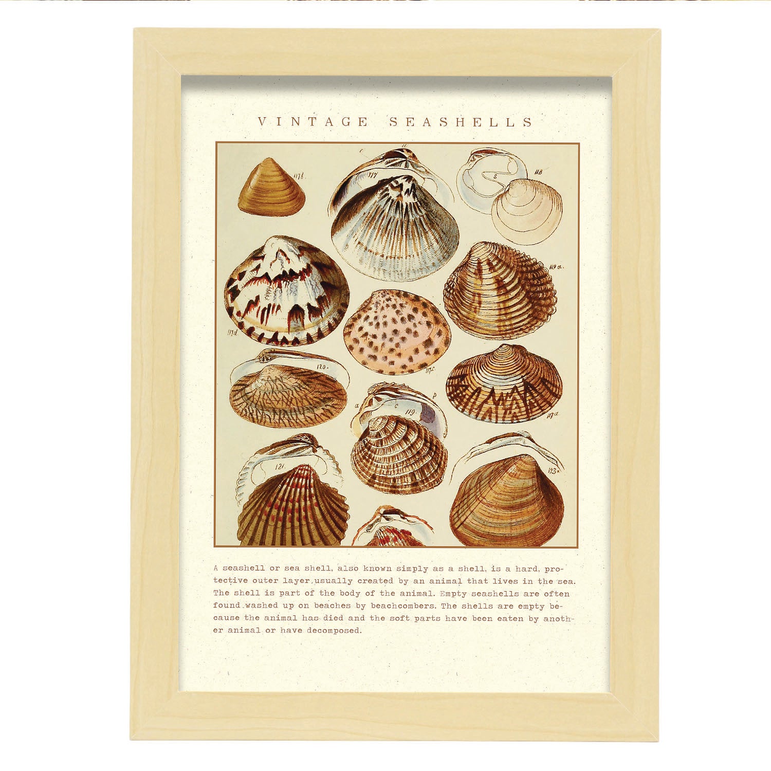Paire De Cadres Artisanaux Vintage Coquillage Et Fleur, Philippines, Moyen Format