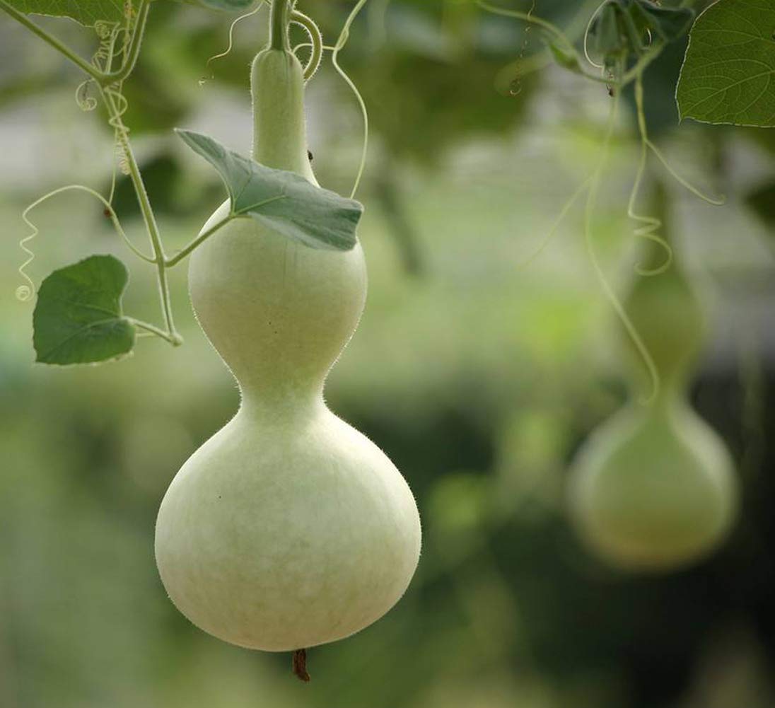 Zucca Zucca Semi Bottiglia (Lagenaria Siceraria - Foto 5