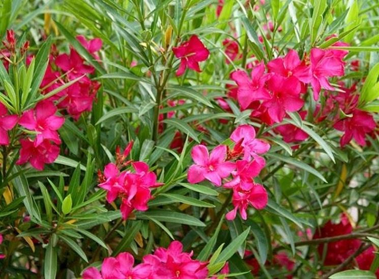 50 piante di oleandro colori assortiti (Oleandro Nerium) h 100cm - 2