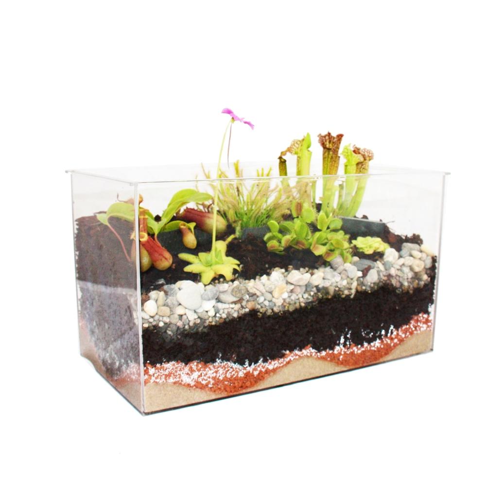 Plantes carnivores - Aquarium pour l'auto-plantation - grand - 2