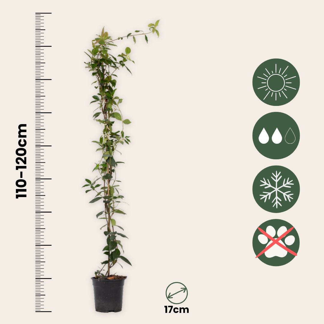 Jasmin étoilé - Trachelospermum jasminoides - Hauteur 110-120cm - ⌀17cm - 2