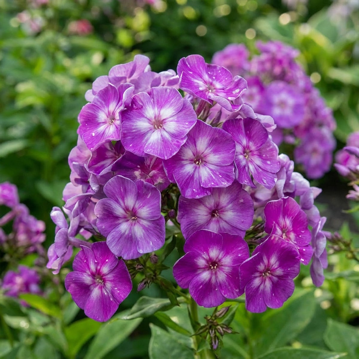 Lot de 6 - Phlox ‘Laura’ - Rustique - Vivace - Floraison rose-violet - Hauteur 10-20 cm - Pot 9 cm - 4