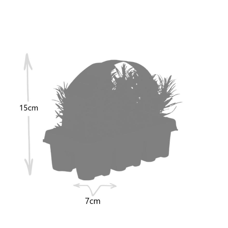 2x Set da 6 Lavandula angustifolia – Vaso Ø7 cm – Altezza 15 cm – Profumata e resistente - 3