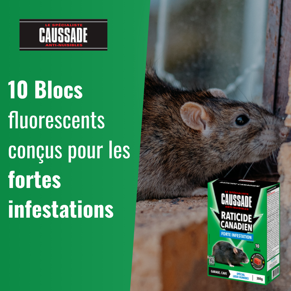 CAUSSADE Raticide Canadien - Anti Rats - Efficacité Radicale - Lieux Très Humides - 60 Appâts Fluorescents - Prêt à l'emploi - 1200g CARBLBF300X4 - 4