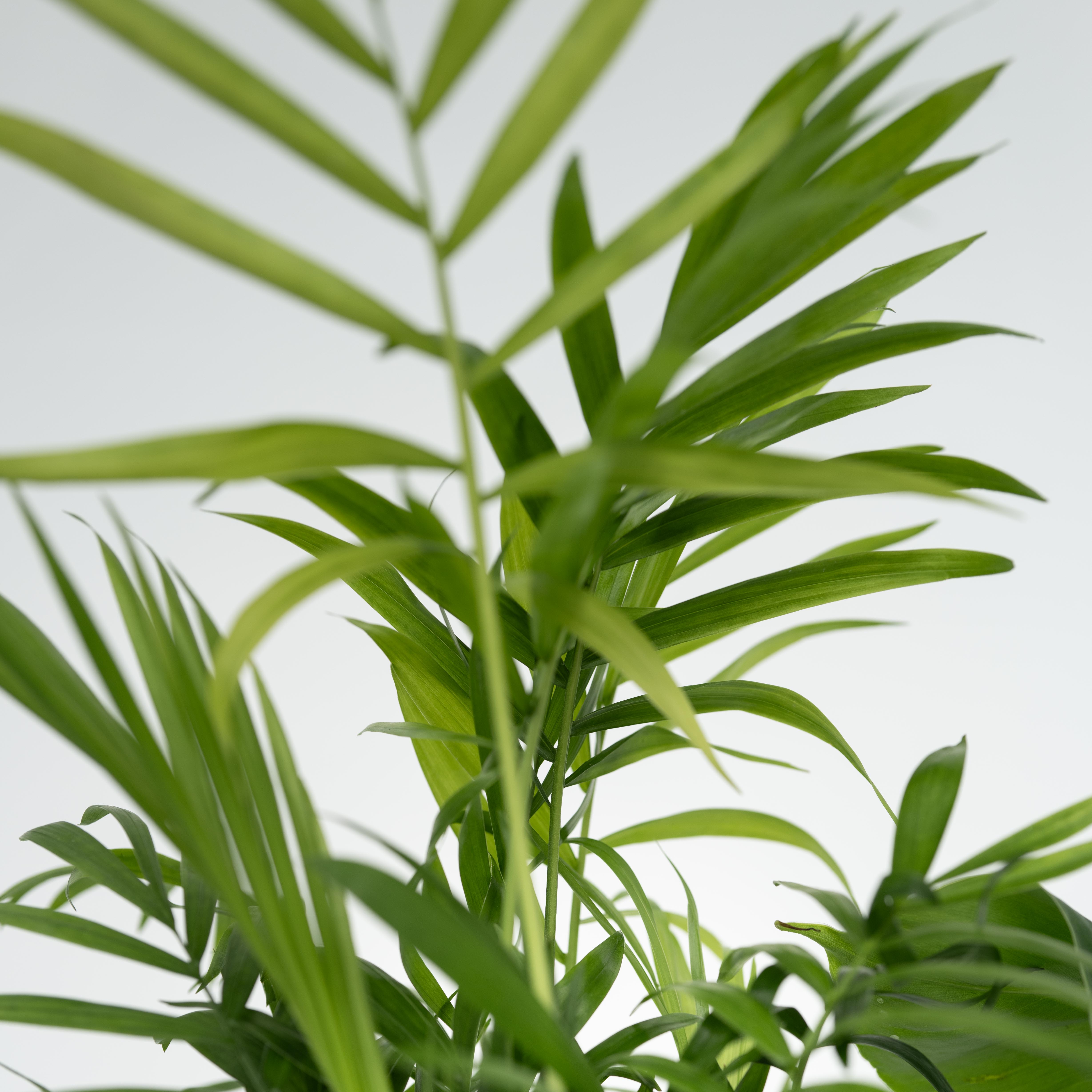 Mélang de plantes d'intérieur - Set de 4 - Hauteur 25-40cm - ⌀12cm - 4
