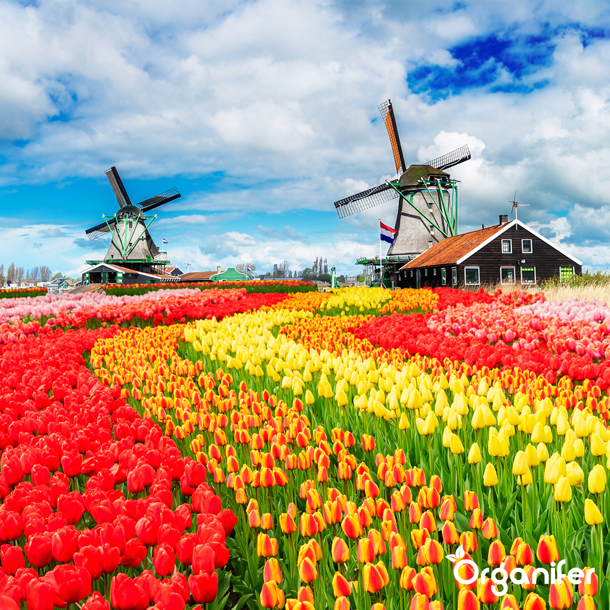 Lavagrit Issu De Roches Originelles D'Eifel - 25X = 500 Kg Pour 5.000 M2 - Organifer - 6