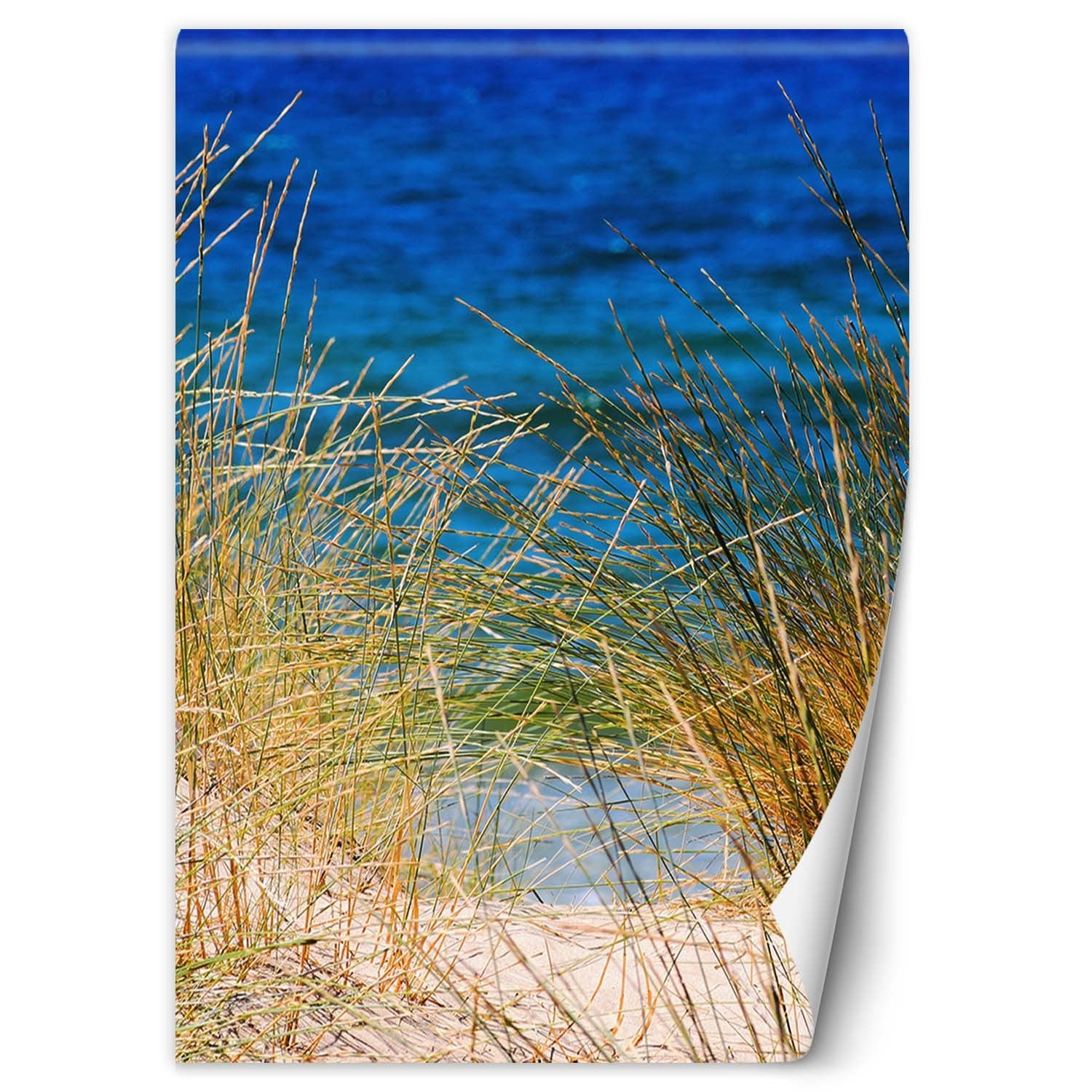 Fototapeta, Wysokie trawy nad morzem 100x140