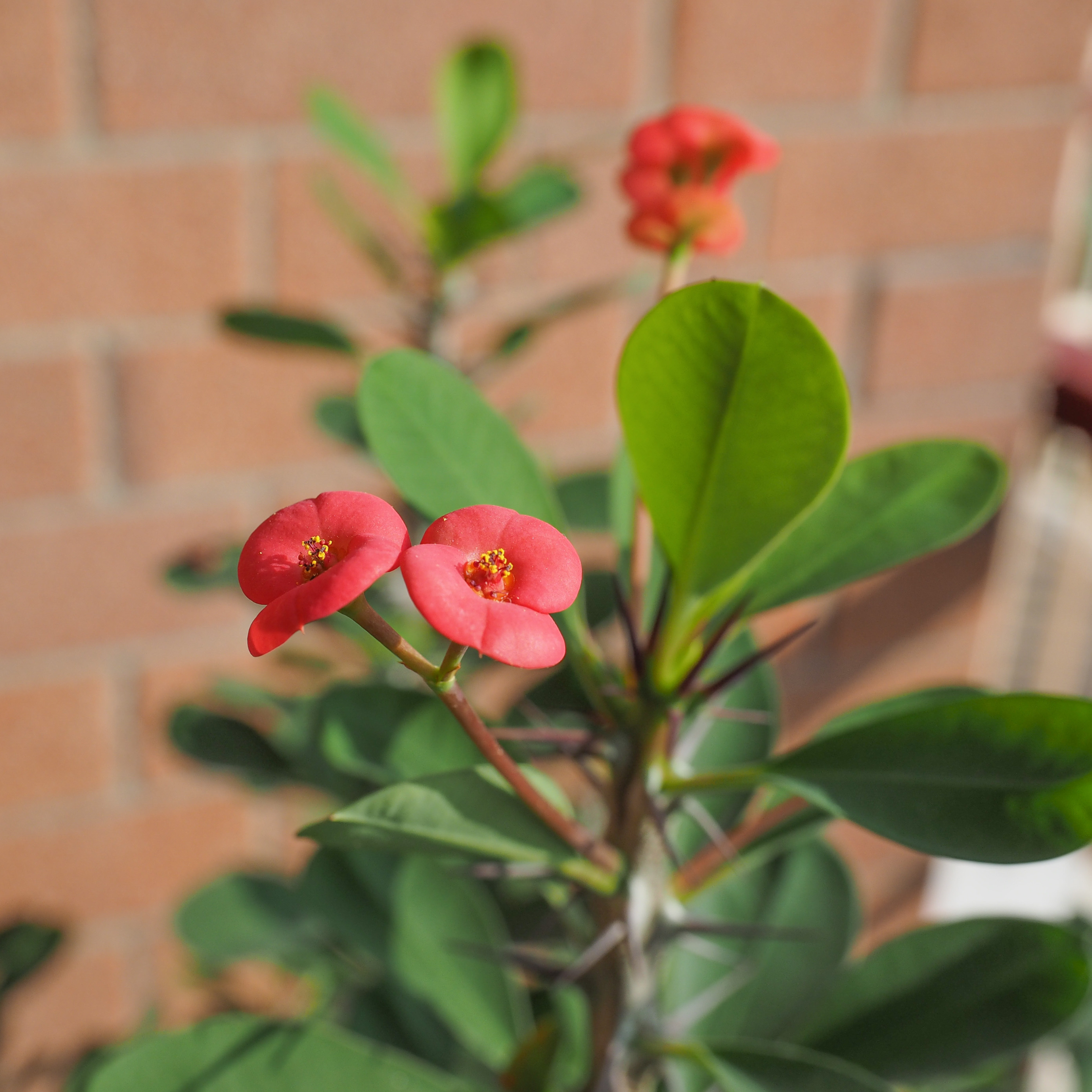 Euphorbe de Madagascar - Set de 2 - Euphorbia 'Milii' - Hauteur 25-35cm - ⌀13cm - 3