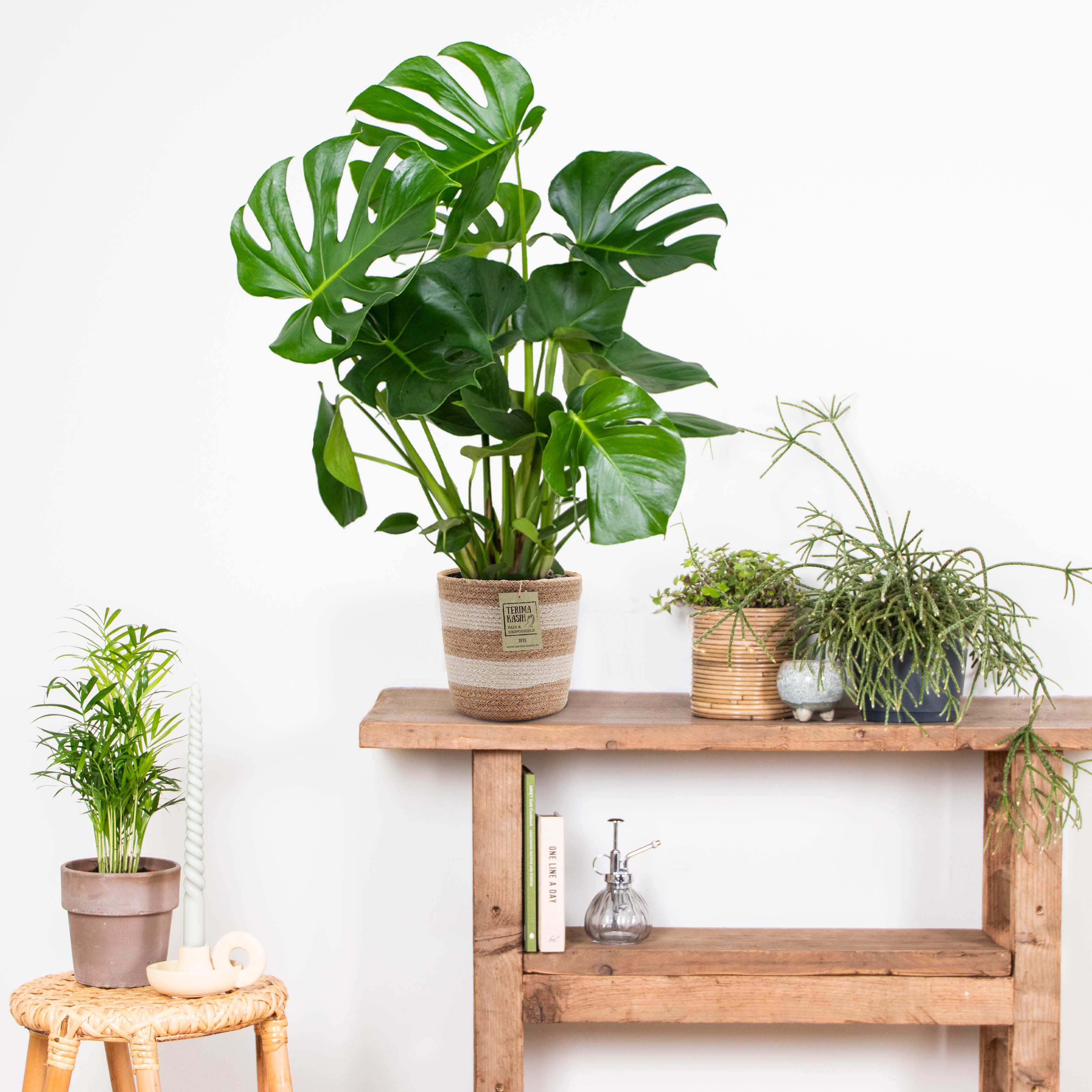 Monstera Deliciosa - Monstera - Plante d’intérieur - Dépolluante - Facile à entretenir - H. 70-80 cm - 4