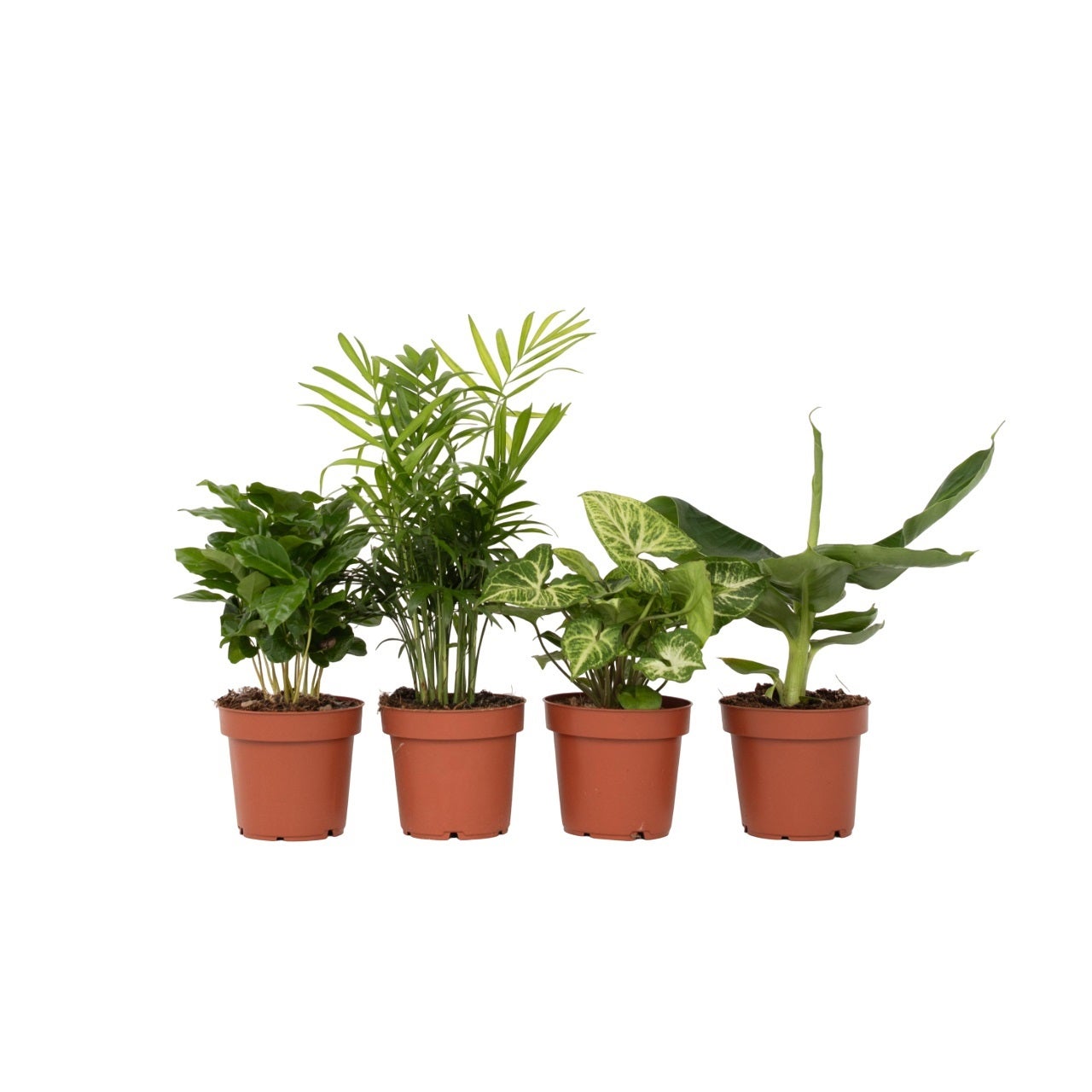 Lot De 3 Rosiers Rouge – Rosa En Pot Ø12 Cm – Hauteur 20-30 Cm – Plante Intérieur & Terrasse
