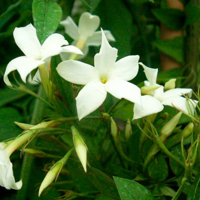 Jasmin blanc officinal jasminum officinalis 1,5L - 40/60cm - 3