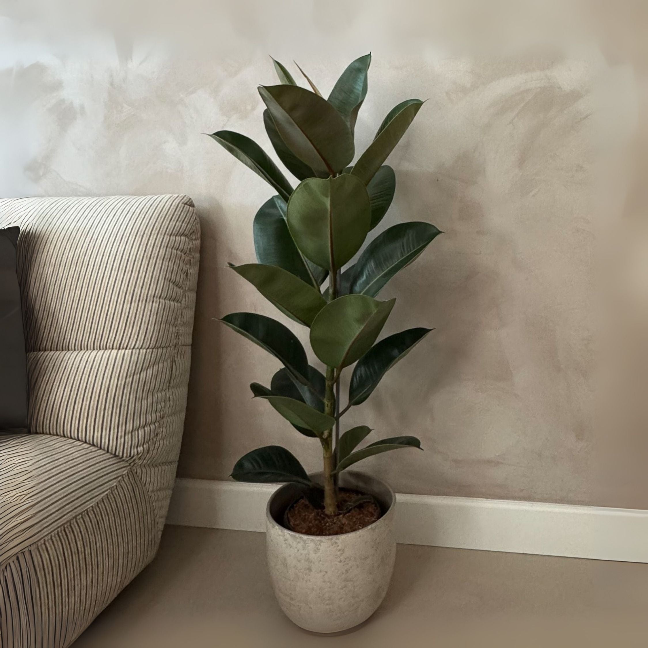Caoutchouc - Ficus Elastica 'Robusta' - Hauteur 75-100cm - ⌀24cm - 3