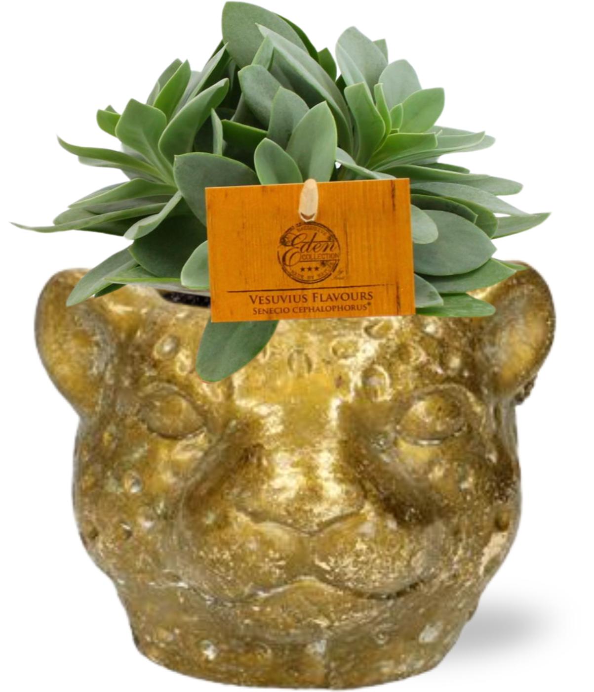 Senecio Cephalophorus Ø10,5 cm wysokość 15 cm + doniczka Luipaard złota Ø12x9,5 cm – Sukulent dekoracyjny