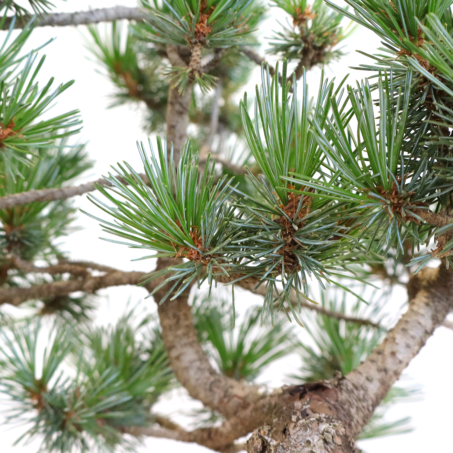 KENTIS - Bonsai Pinus Parviflora Pentaphylla Coltivato in Giappone - Pino Bianco Giapponese - Pianta Vera da Esterno - Vaso in Ceramica 16 cm - 2