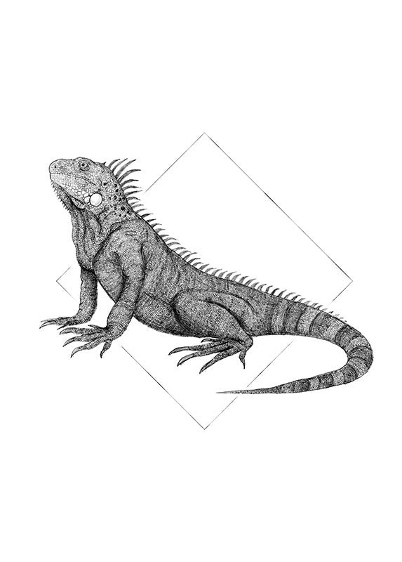 Poster d'art de Komar - Iguana White - Taille: 30 x 40 cm - 2
