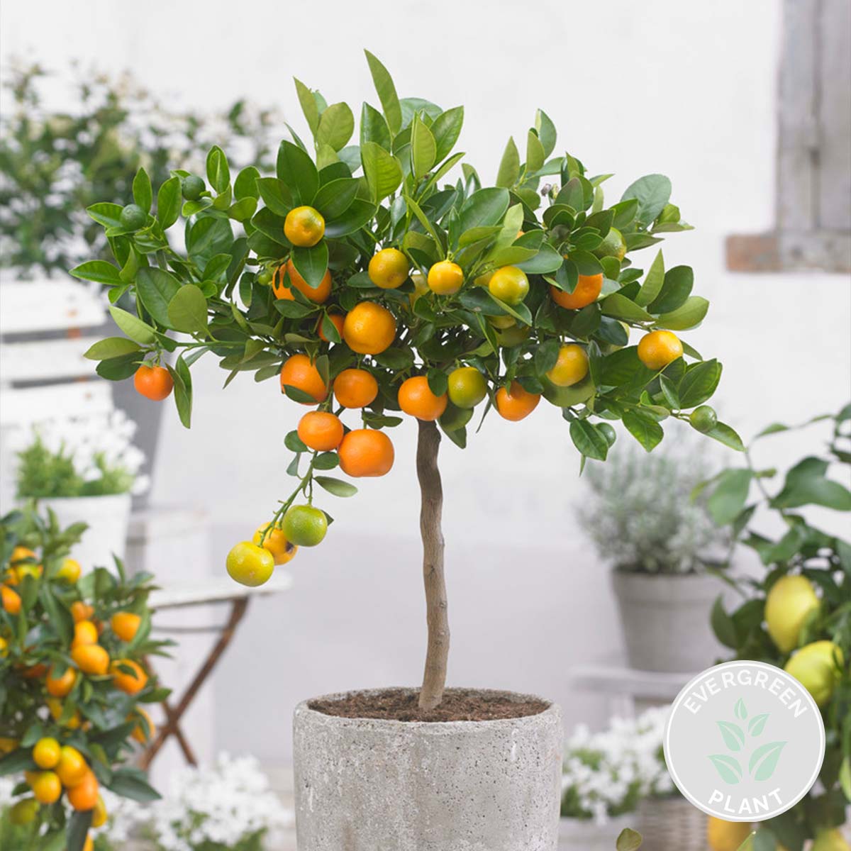 Citrus Calamondin - Oranger d’intérieur - Agrume - Arbre fruitier - H. 50-70 cm - P. 19 cm - 2