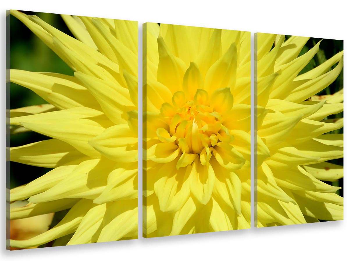 Cuadro tríptica cuadro de fotos flor crisantemos amarillo - 90x60 cm
