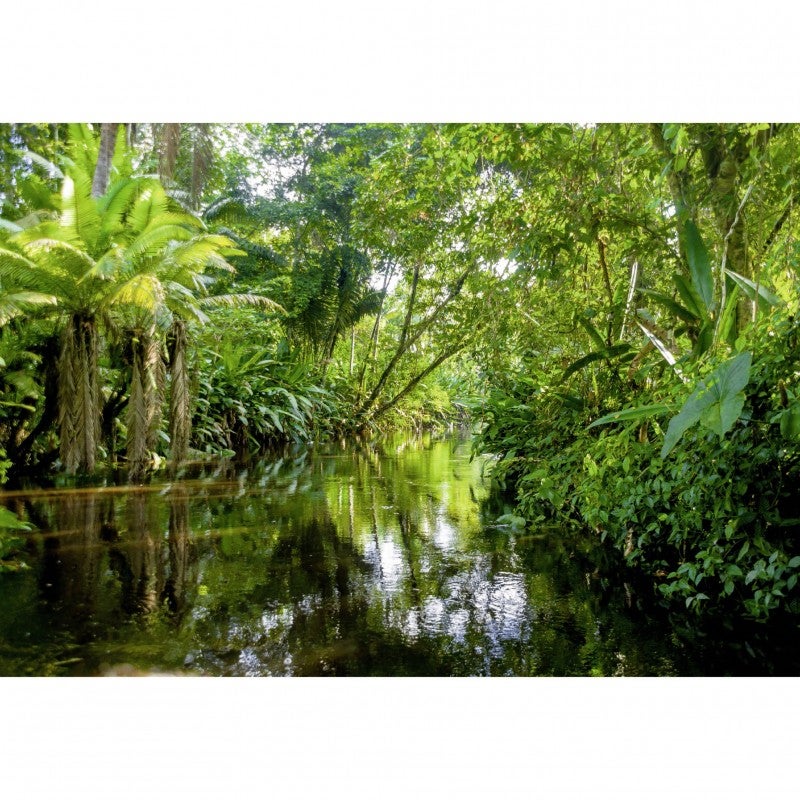 Tableau toile XXL en kit Foret Tropicale 130 x 90 cm - Toile textile sans PCV - Tableau grand format fabriqué en France par Scenolia - 2