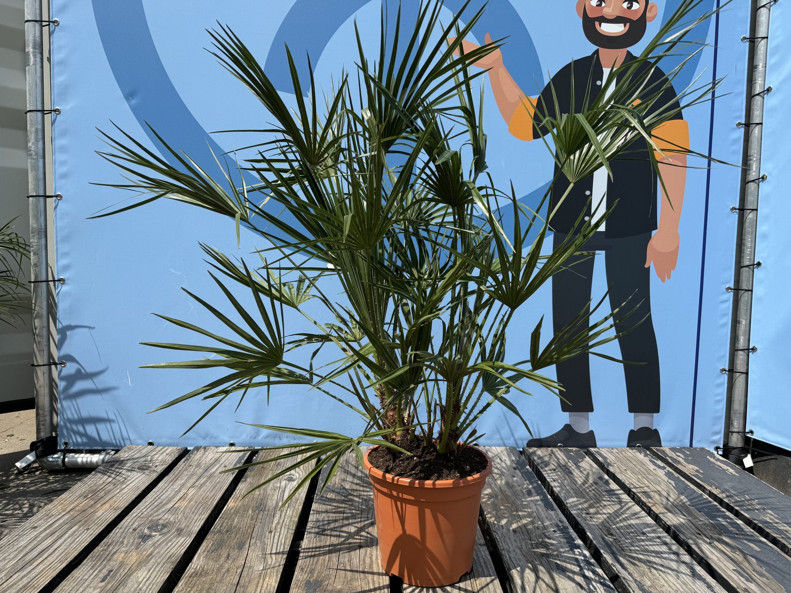 Chamaerops Humilis - Palmier européen nain - Palmier à feuilles persistantes résistant au froid - hauteur 100-120 cm pot inclus - 3