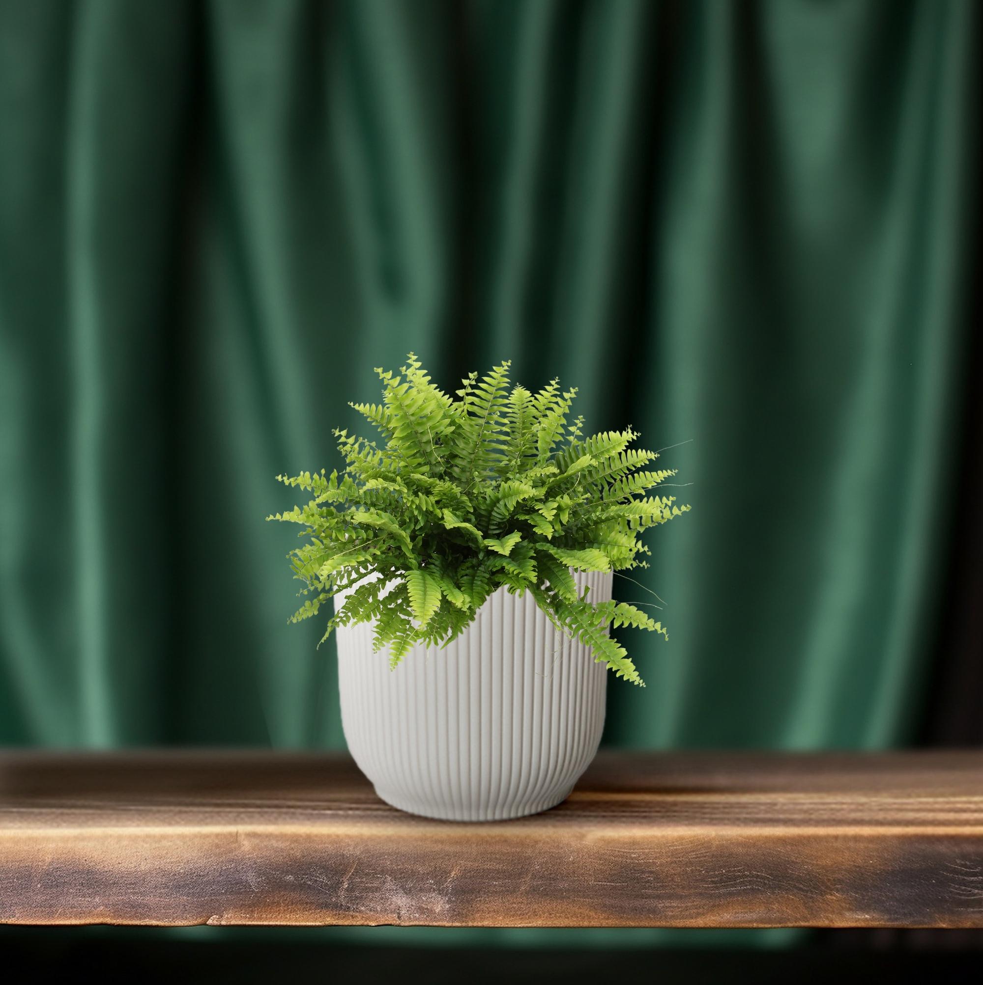 Nephrolepis Boston Green Moment - Paproć Boston do wnętrz 12cm, bujna zielona roślina, łatwa w pielęgnacji